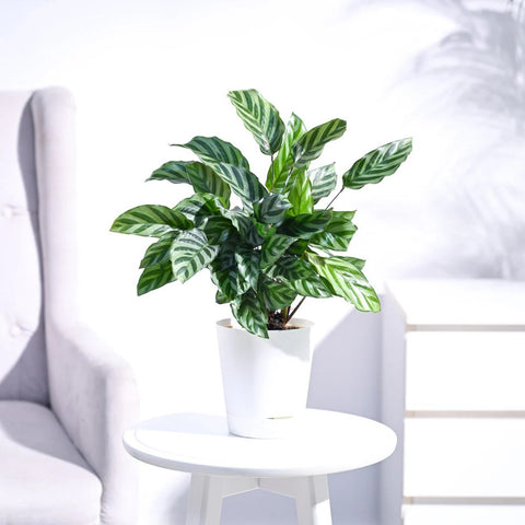 Calathea Freddie