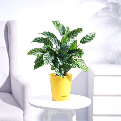 Calathea Freddie