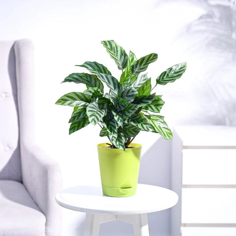 Calathea Freddie