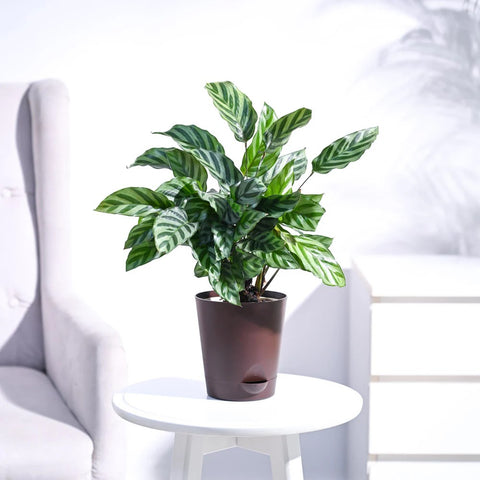 Calathea Freddie
