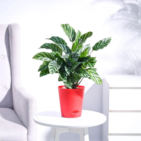 Calathea Freddie