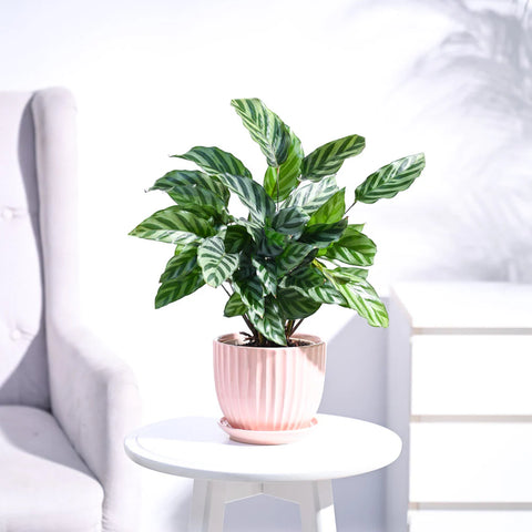 Calathea Freddie