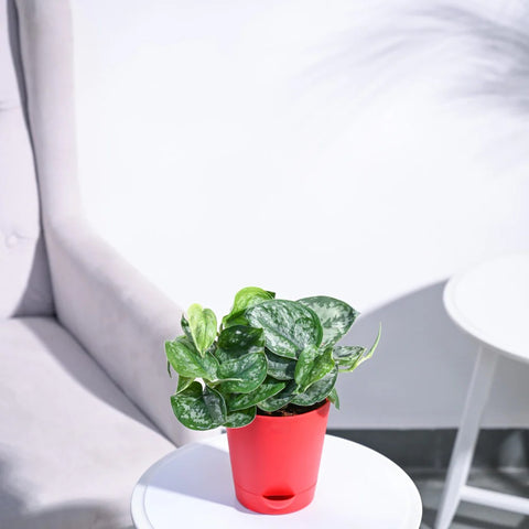 Money Plant Satin - Scindapsus Pictus Argyraeus