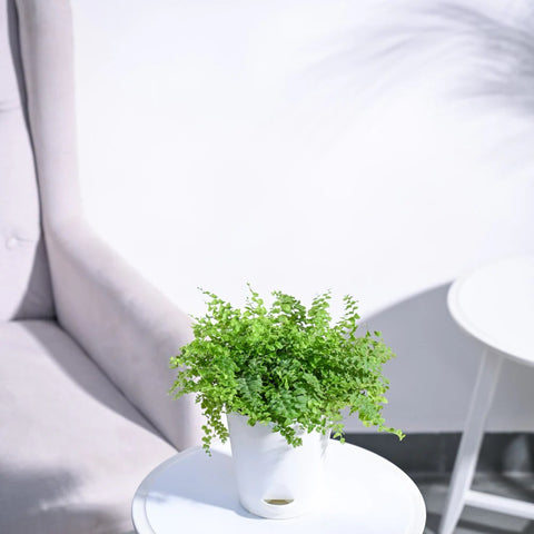 Boston Compacta Fern