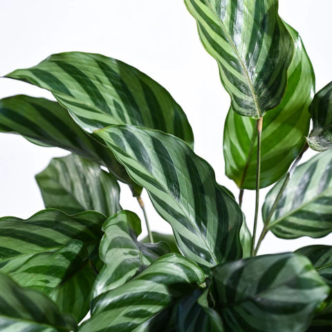 Calathea Freddie