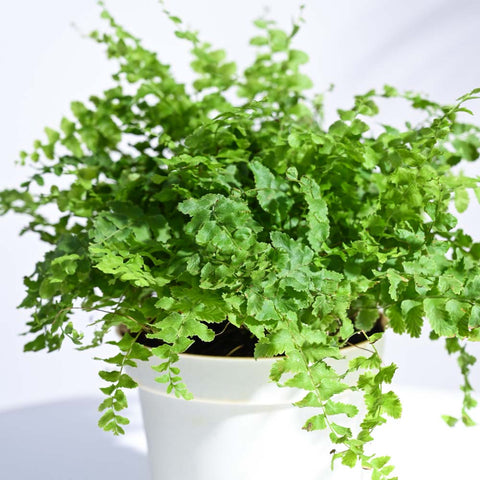 Boston Compacta Fern