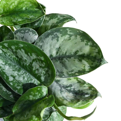 Money Plant Satin - Scindapsus Pictus Argyraeus