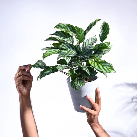 Calathea Freddie