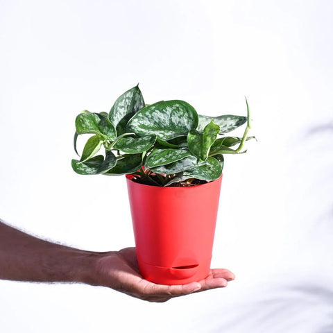 Money Plant Satin - Scindapsus Pictus Argyraeus