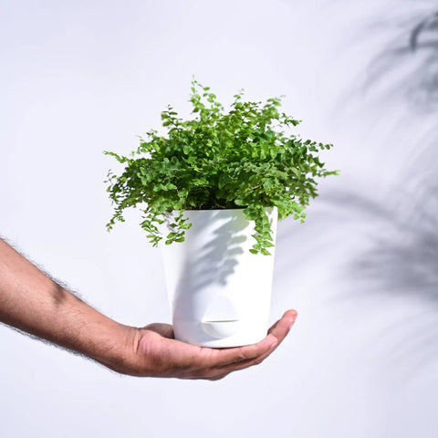 Boston Compacta Fern