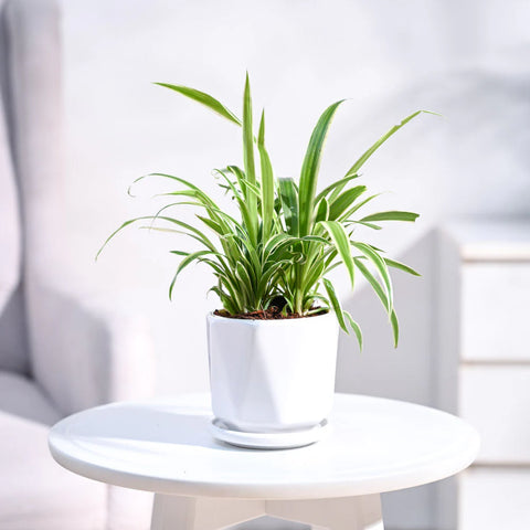 Chlorophytum Spider Plant - Reverse