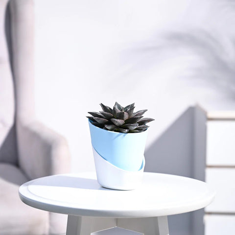 Echeveria Lotus Chinensis