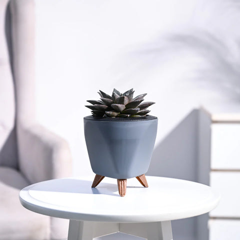 Echeveria Lotus Chinensis