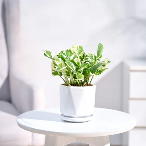 Epipremnum Aureum - N'Joy Pothos