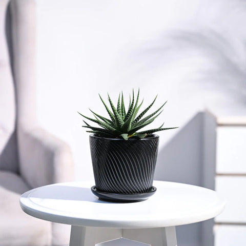 Haworthia Attenuata