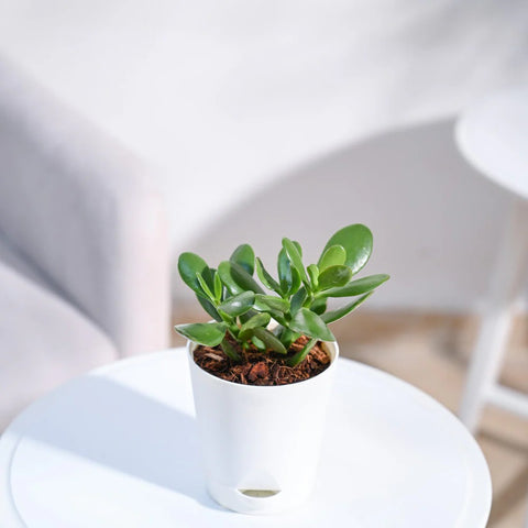 Crassula Ovata