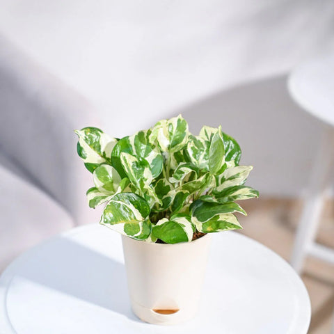 Epipremnum Aureum - N'Joy Pothos