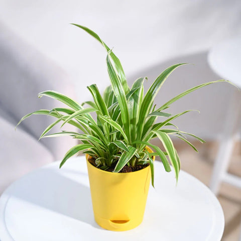 Chlorophytum Spider Plant - Reverse