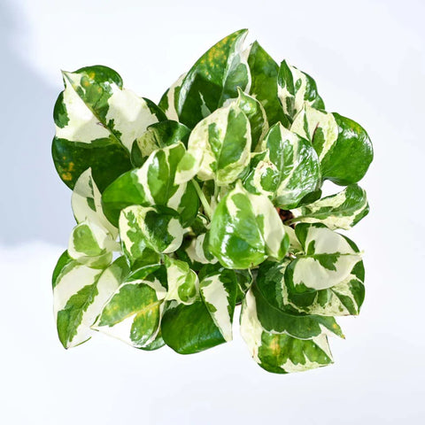 Epipremnum Aureum - N'Joy Pothos