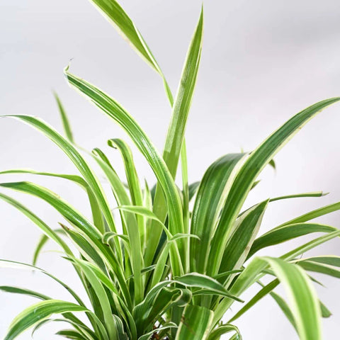 Chlorophytum Spider Plant - Reverse