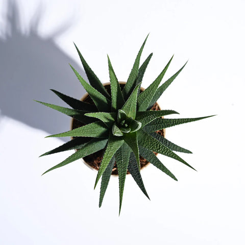 Haworthia Attenuata
