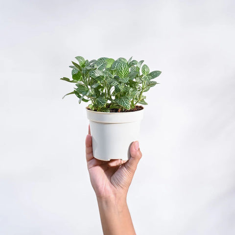 White Nerve Plant