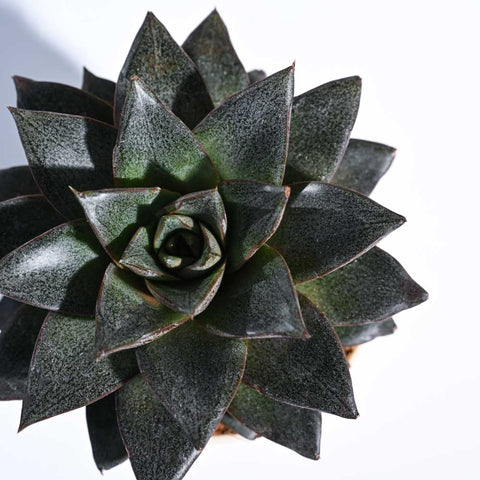 Echeveria Lotus Chinensis