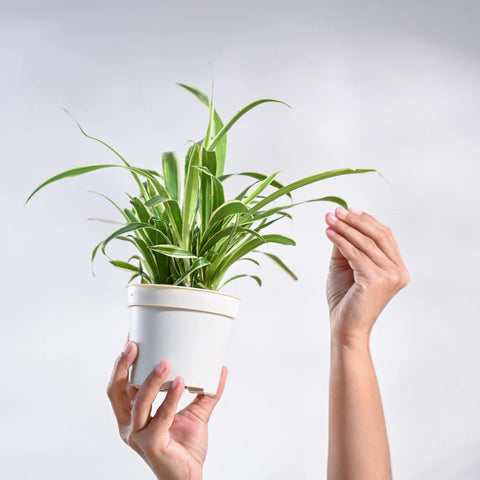 Chlorophytum Spider Plant - Reverse