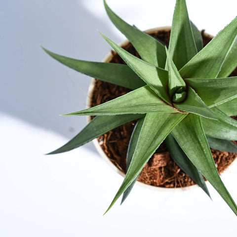 Haworthia Limifolia var. Ubomboensis