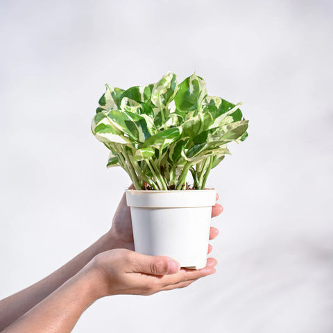 Epipremnum Aureum - N'Joy Pothos