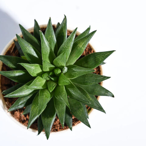 Haworthia Turgida