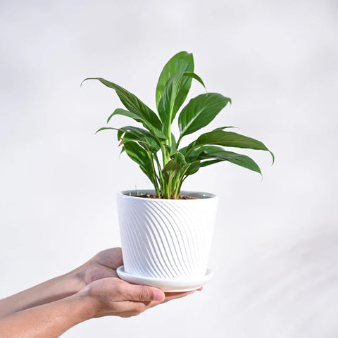Peace Lily