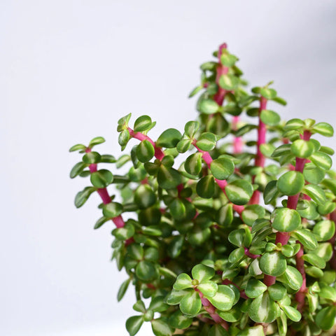 Jade Mini - Variegated