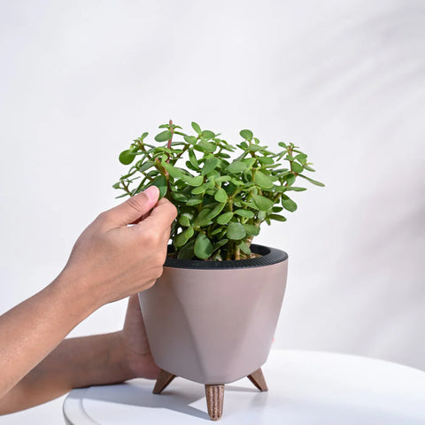 Jade Mini