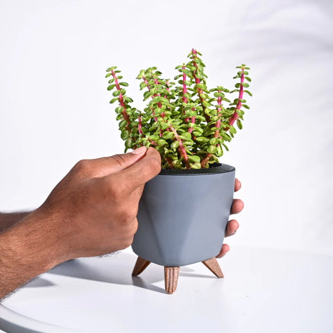 Jade Mini - Variegated