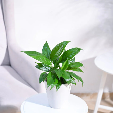 Peace Lily