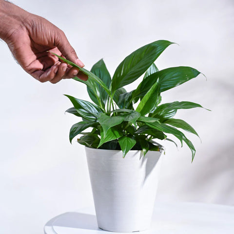 Peace Lily