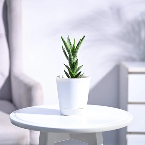 Aloe Juvenna