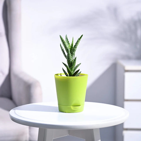 Aloe Juvenna