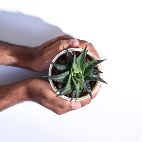 Haworthia Limifolia
