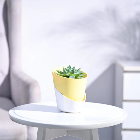 Echeveria Pegasus