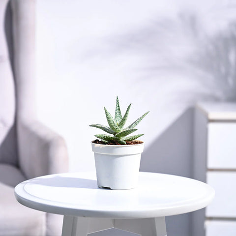Aloe Blizzard