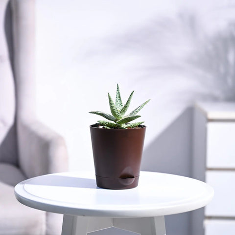 Aloe Blizzard