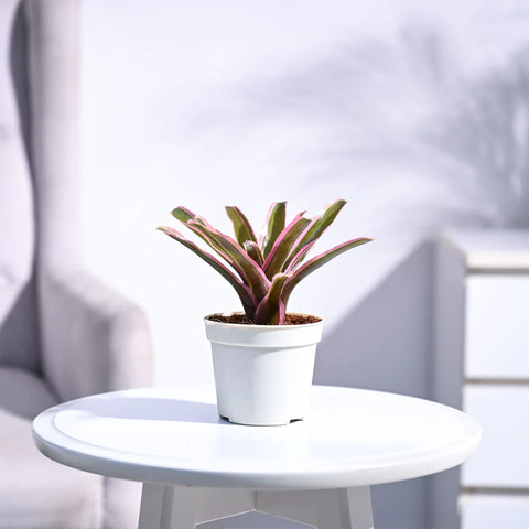 Neoregelia Fallan