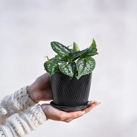 Money Plant Satin - Scindapsus Pictus Argyraeus