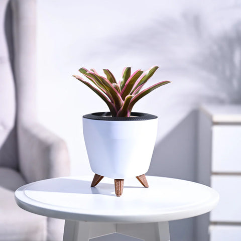 Neoregelia Fallan
