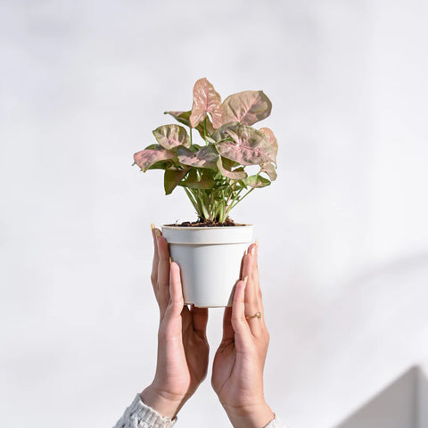 Syngonium Pink