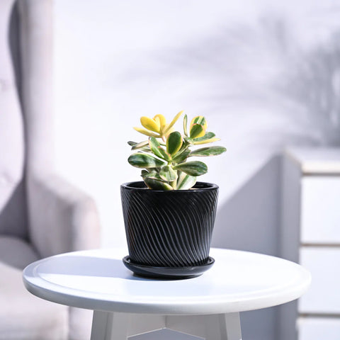 Crassula Ovata Variegated