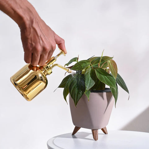 Philodendron Micans
