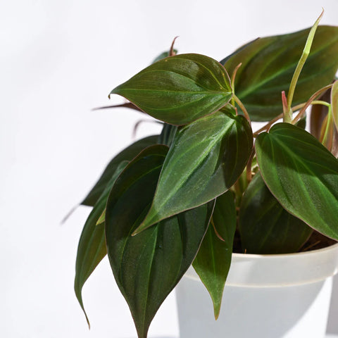 Philodendron Micans